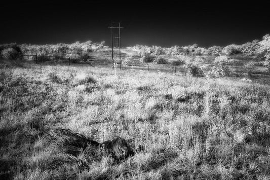 Train Horn Gun as a Coyote, Bear, and Wildlife Deterrent