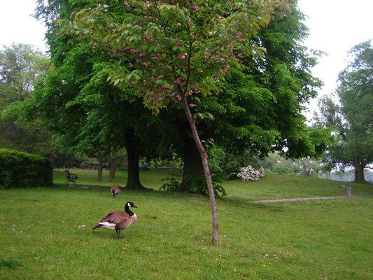 How to Scare Geese Off Your Property With a Train Horn Gun (Without Touching Them)